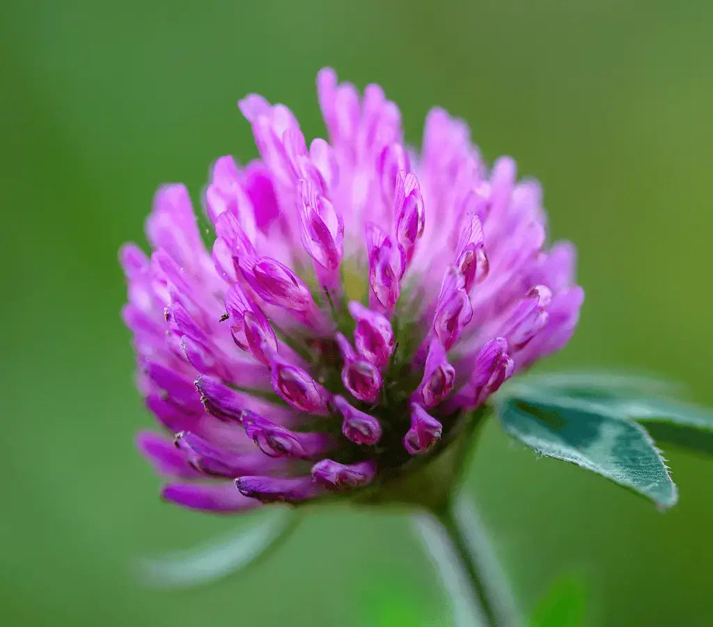 Red Clover